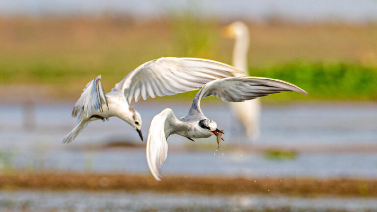 Chasing_Terns72